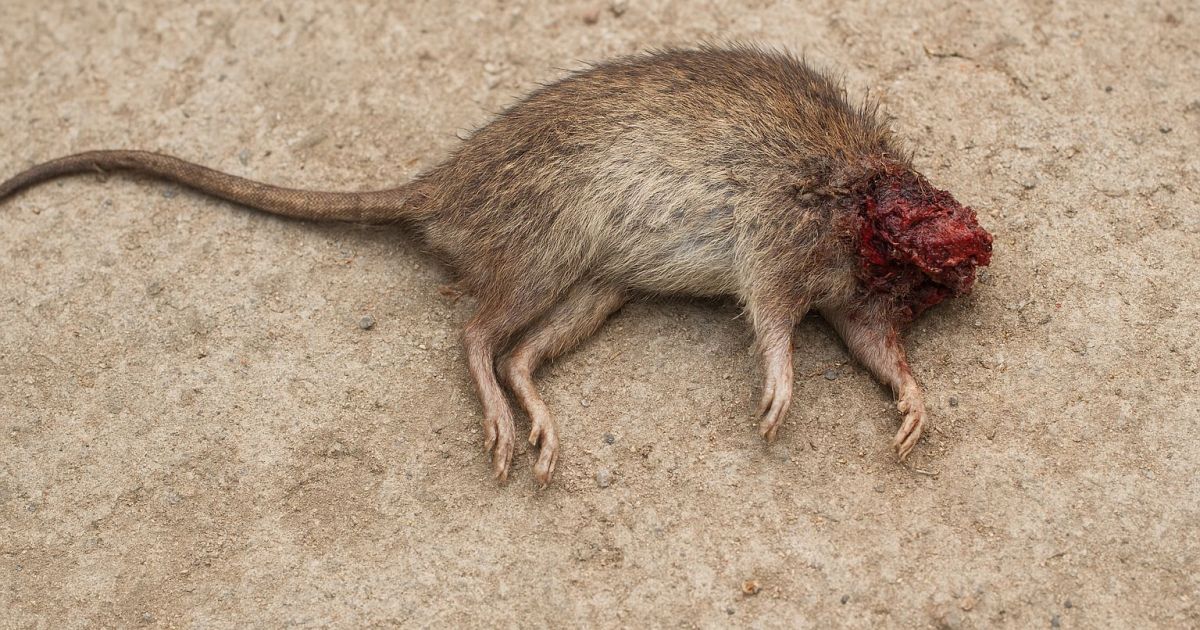 Ilustrasi bangkai tikus tanpa kepala/ RSA Depok Diterpa Teror Beruntun: Bangkai Tikus, Tanah Kuburan, dan Mobil Operasional Raib