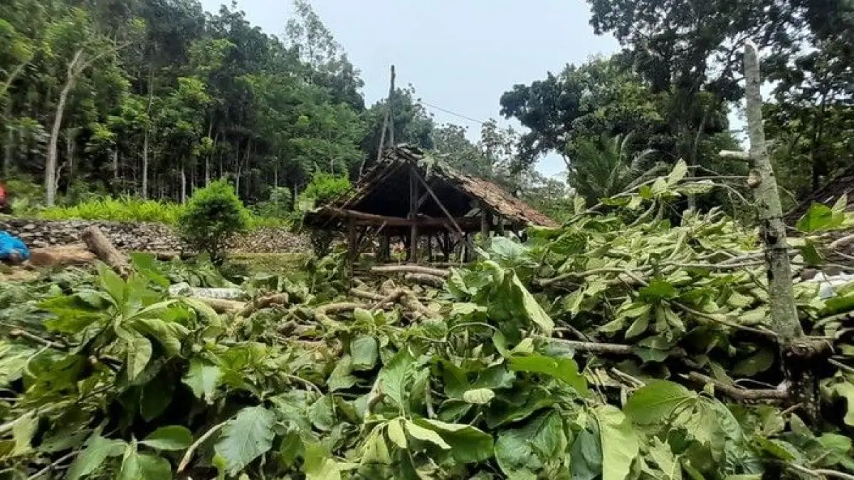 Cuaca Ekstrem Landa Gunungkidul, Pohon Beringin Ratusan Tahun Tutup Jalan