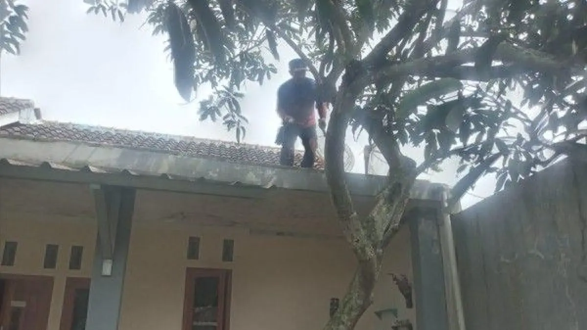 Aksi Damkar Kuningan Evakuasi Burung Parkit Australia Milik Warga yang Lepas