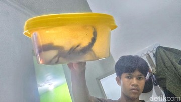 Geger Penemuan Kalajengking Raksasa di Sukabumi Saat Waktu Sahur Tiba
