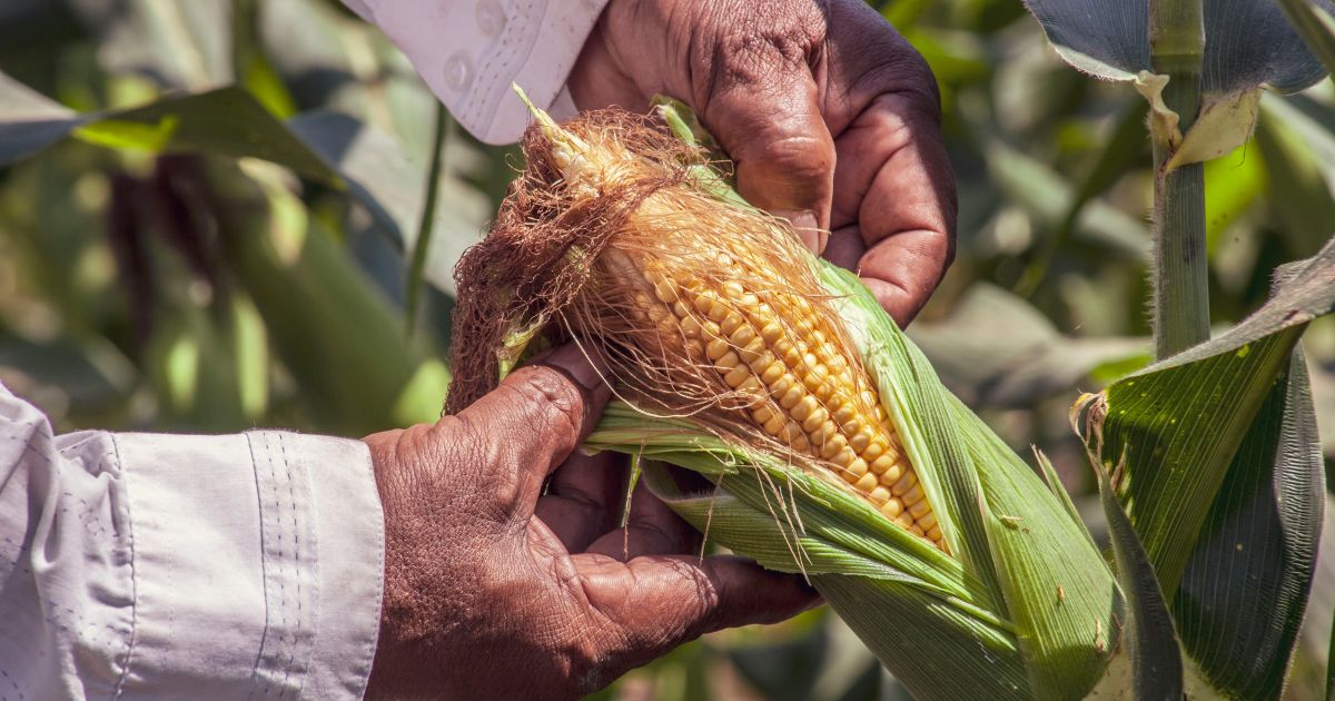 Ilustrasi Jagung (Foto Pexels)
