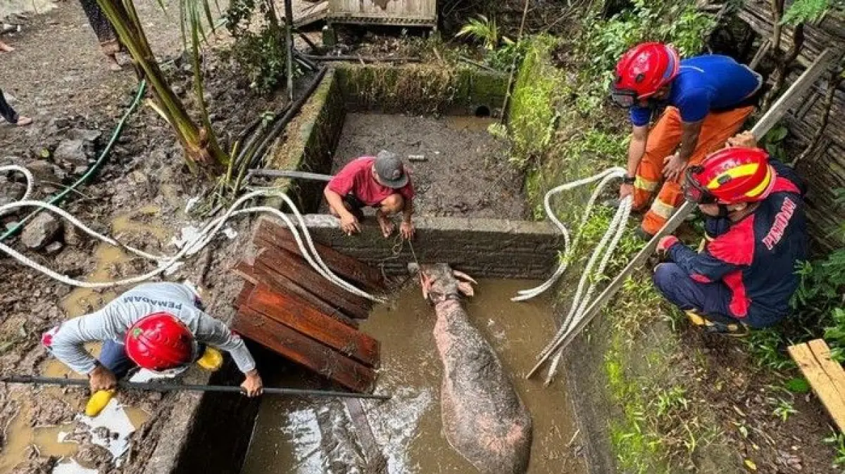 Aksi Heroik Damkar Trenggalek Evakuasi Kerbau Bule 500 Kg dari Septic Tank