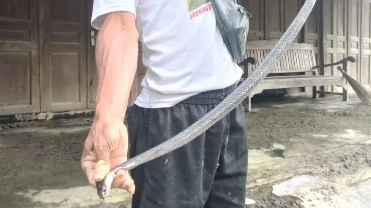 Teror Kobra Hitam di Sekolah Klaten: Relawan Exalos Evakuasi Predator Berbisa