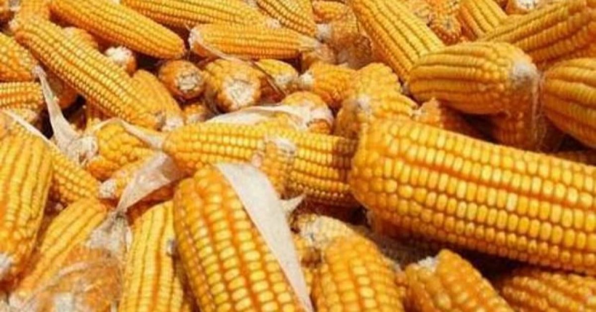 Pemerintah: Impor Jagung 100 Ribu Ton dari AS Tak Ganggu Petani Lokal