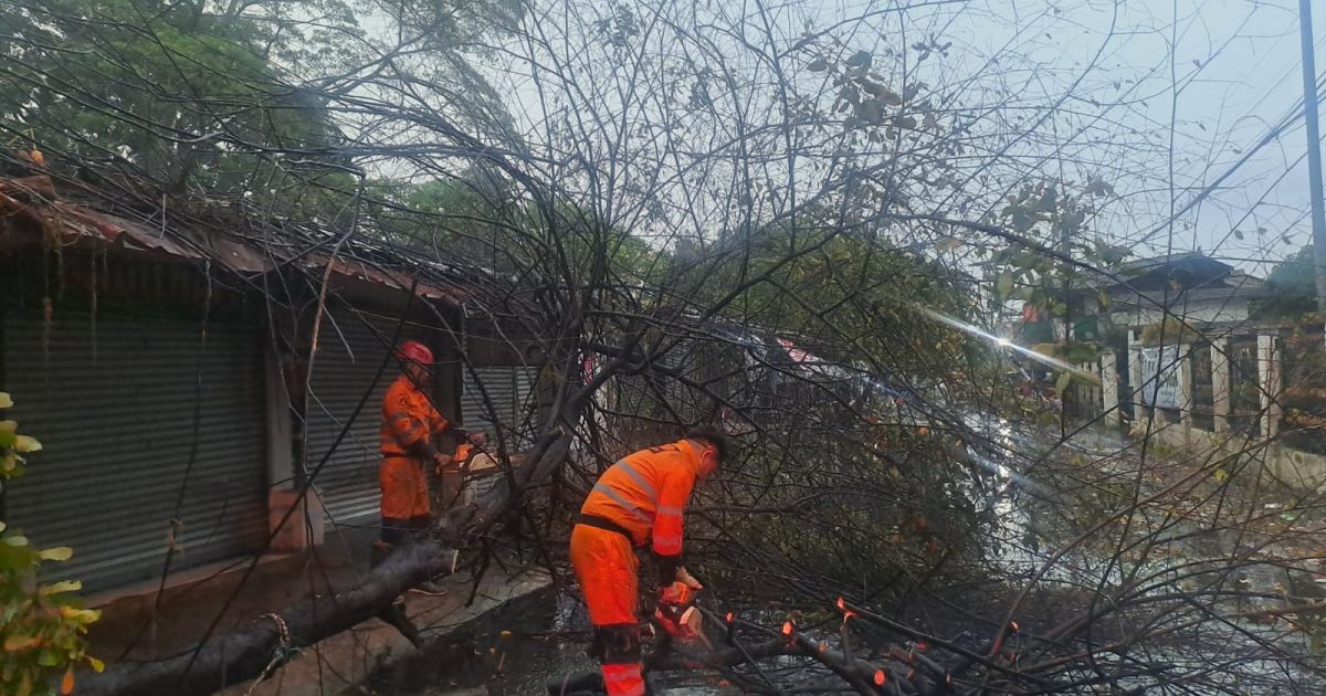 BPBD Kota Bogor saat melakukan evakuasi pohon tumbang. Foto : Dok BPBD Kota Bogor