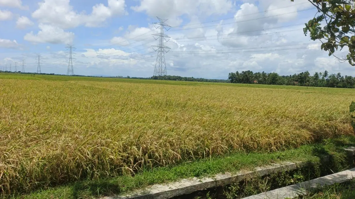Pemerintah Segera Berlakukan Denda Rezim Berlaku Surut untuk Alih Fungsi Lahan Sawah Sejak 2010