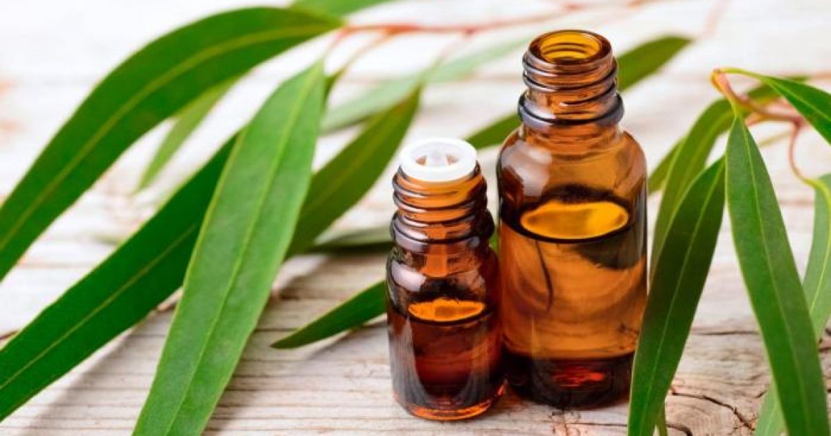 Ilustrasi: 6 Manfaat Minyak Kayu Putih bagi Kesehatan dan Risiko yang Perlu Diwaspadai