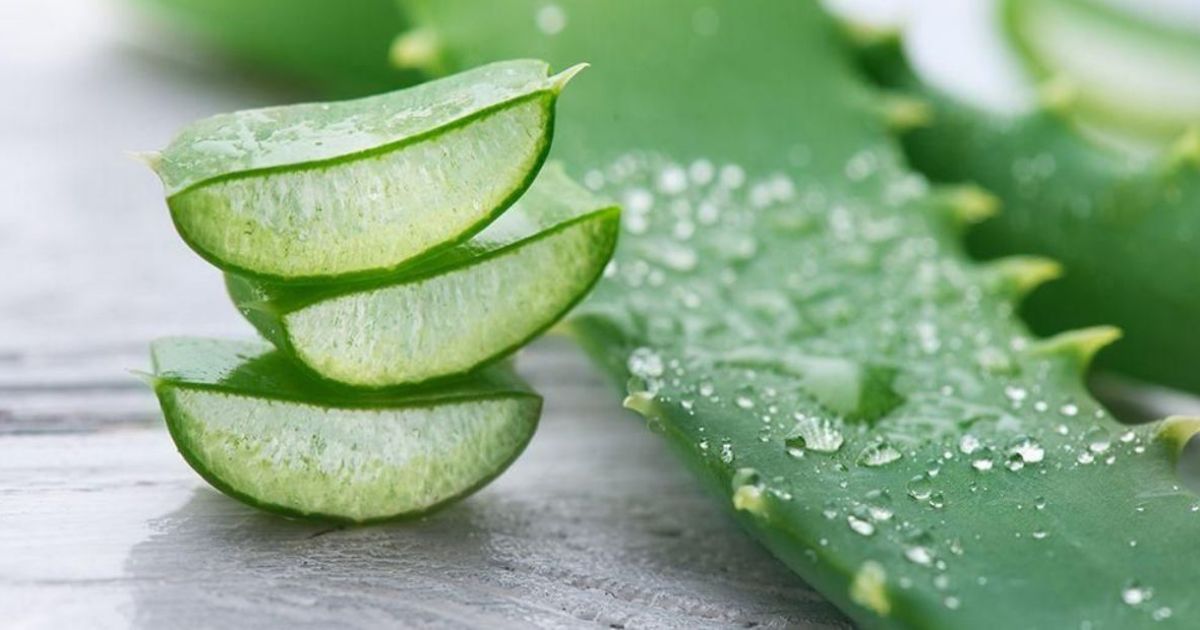 Ilustrasi: Ragam Manfaat Lidah Buaya bagi Kesehatan dan Risiko Efek Sampingnya