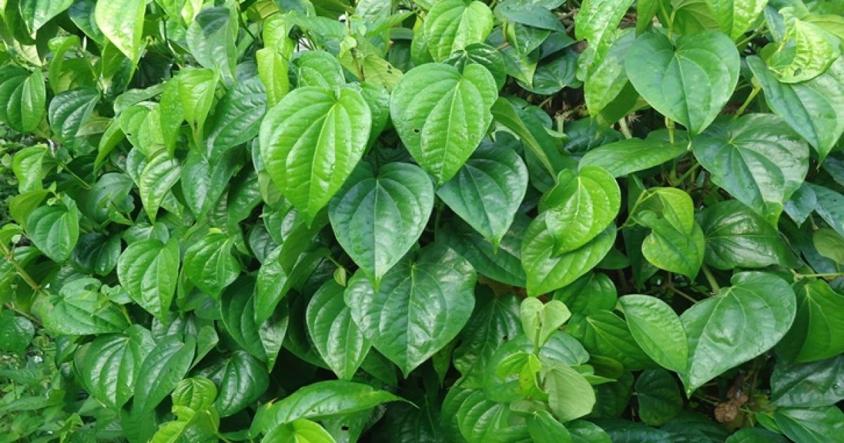 Ilustrasi: 12 Manfaat Daun Sirih bagi Kesehatan dan Cara Tepat Mengolahnya