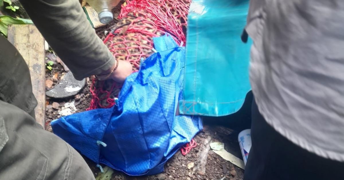 Misteri Satwa Liar di Bogor Terpecahkan: BKSDA Tegaskan Macan Tutul Gunung Mas Bukan dari Taman Safari