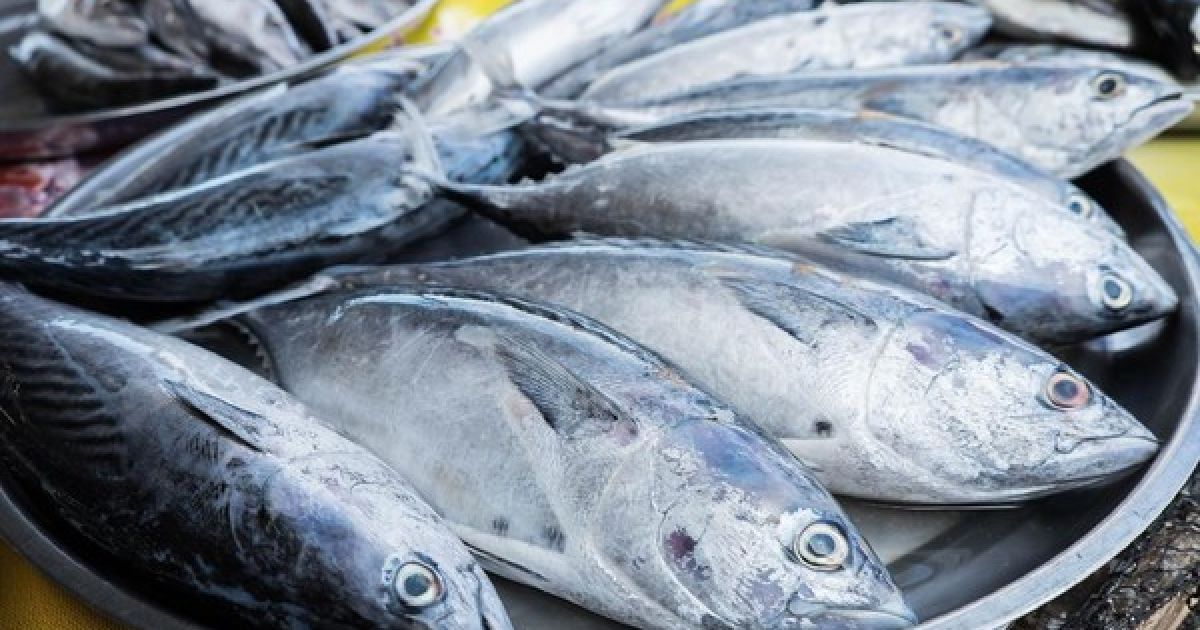 Rahasia Nutrisi Ikan Tongkol: Pembangun Otot dan Pelindung Jantung untuk Kucing Kesayangan Anda