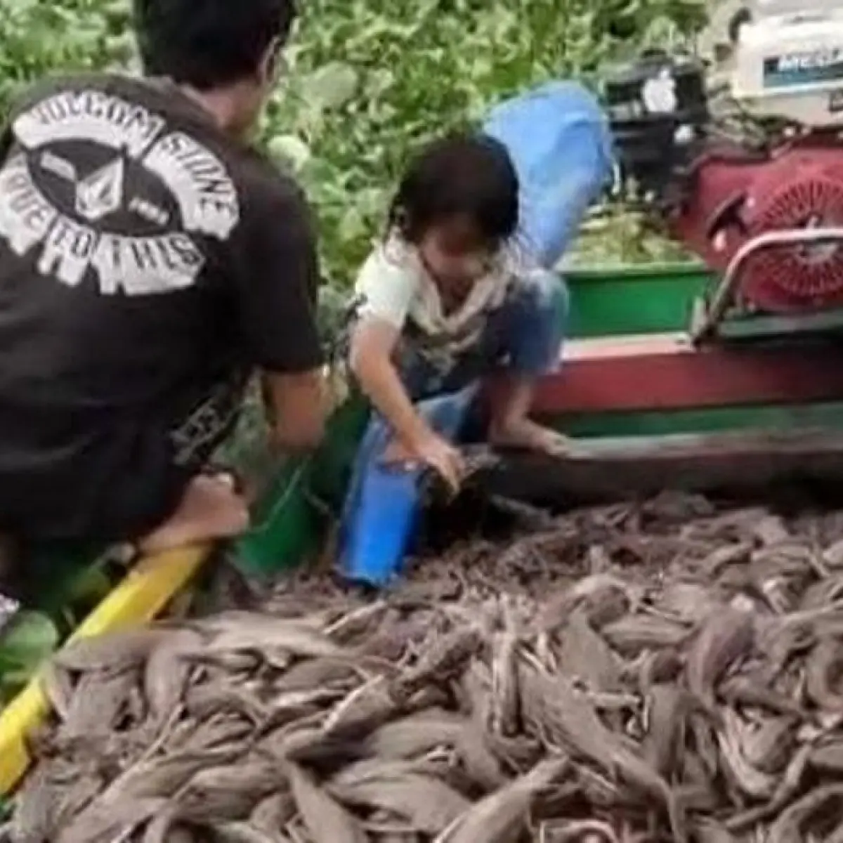 Foto: Warga menangkap ikan sapu-sapu di Danau Sidenreng, Kecamatan Watang Sidenreng, Kabupaten Sidrap. (dok. Istimewa)