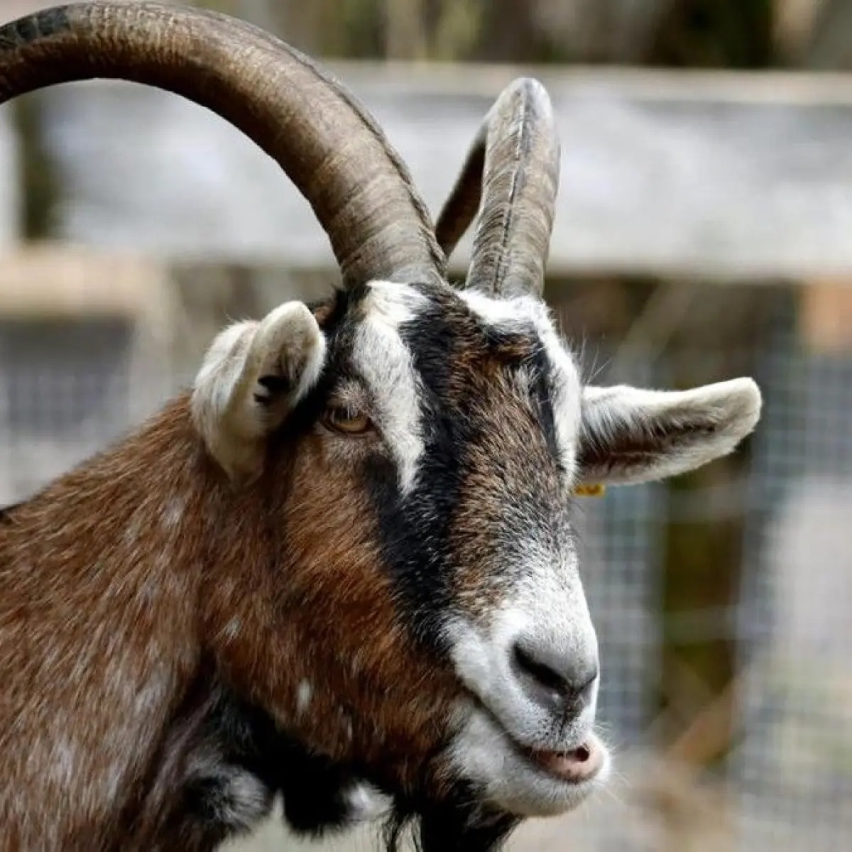 Membedah Ketentuan Syariat Kurban: Apakah Satu Ekor Kambing Cukup untuk Seluruh Anggota Keluarga?