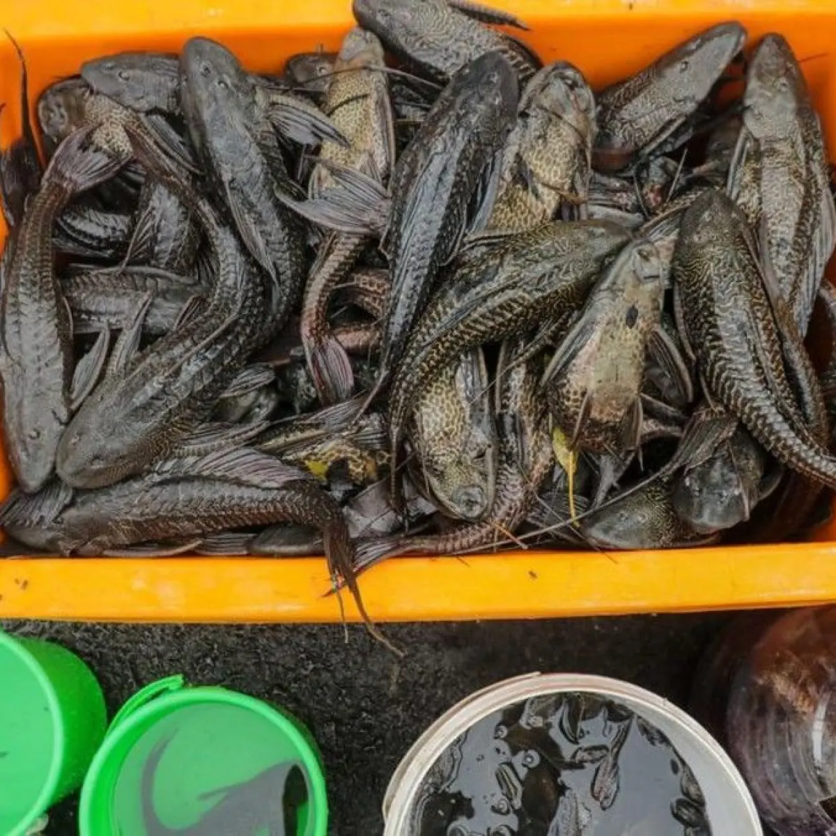 Waspada Risiko Kesehatan Serius dari Konsumsi Ikan Sapu-Sapu Penuh Logam Berat