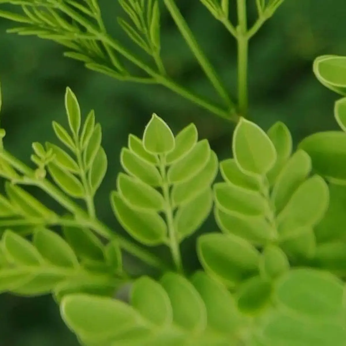 Moringa Oleifera: Menguak Rahasia Superfood Lokal dengan Kekayaan Nutrisi Tak Tertandingi