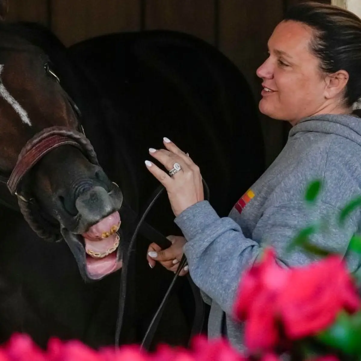 Juara Kentucky Derby, Golden Tempo, Mundur dari Balapan Preakness Stakes