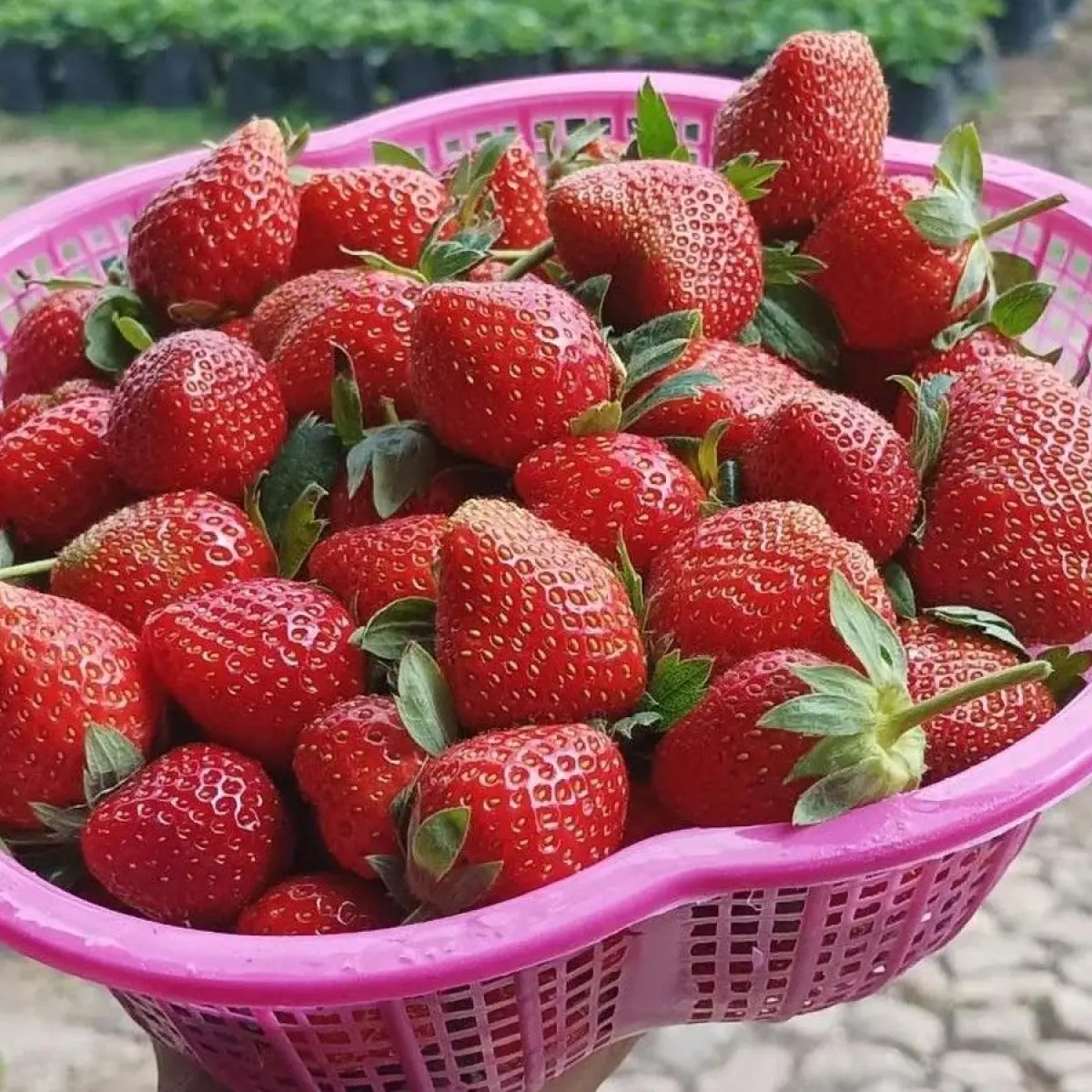 Strawberry buah yang kaya Vitamin C (Foto: Instagram @petik_strawberry_ibuliswati)