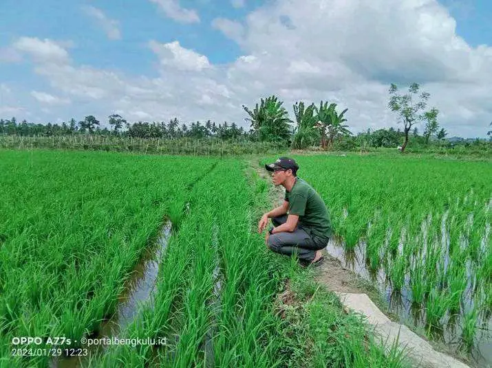 Irigasi Tak Normal, Hasil Panen Warga Tanjung Agung Merosot, Pemerintah Diminta Perhatiannya!