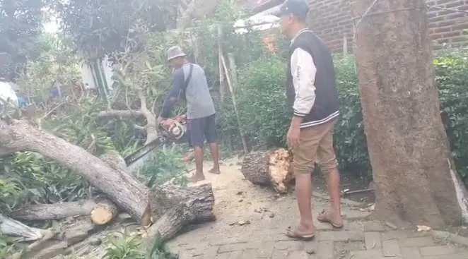 Kepala Desa Pangarengan dan Warga Dengan Sigap Tangani Pohon Tumbang di wilayahnya