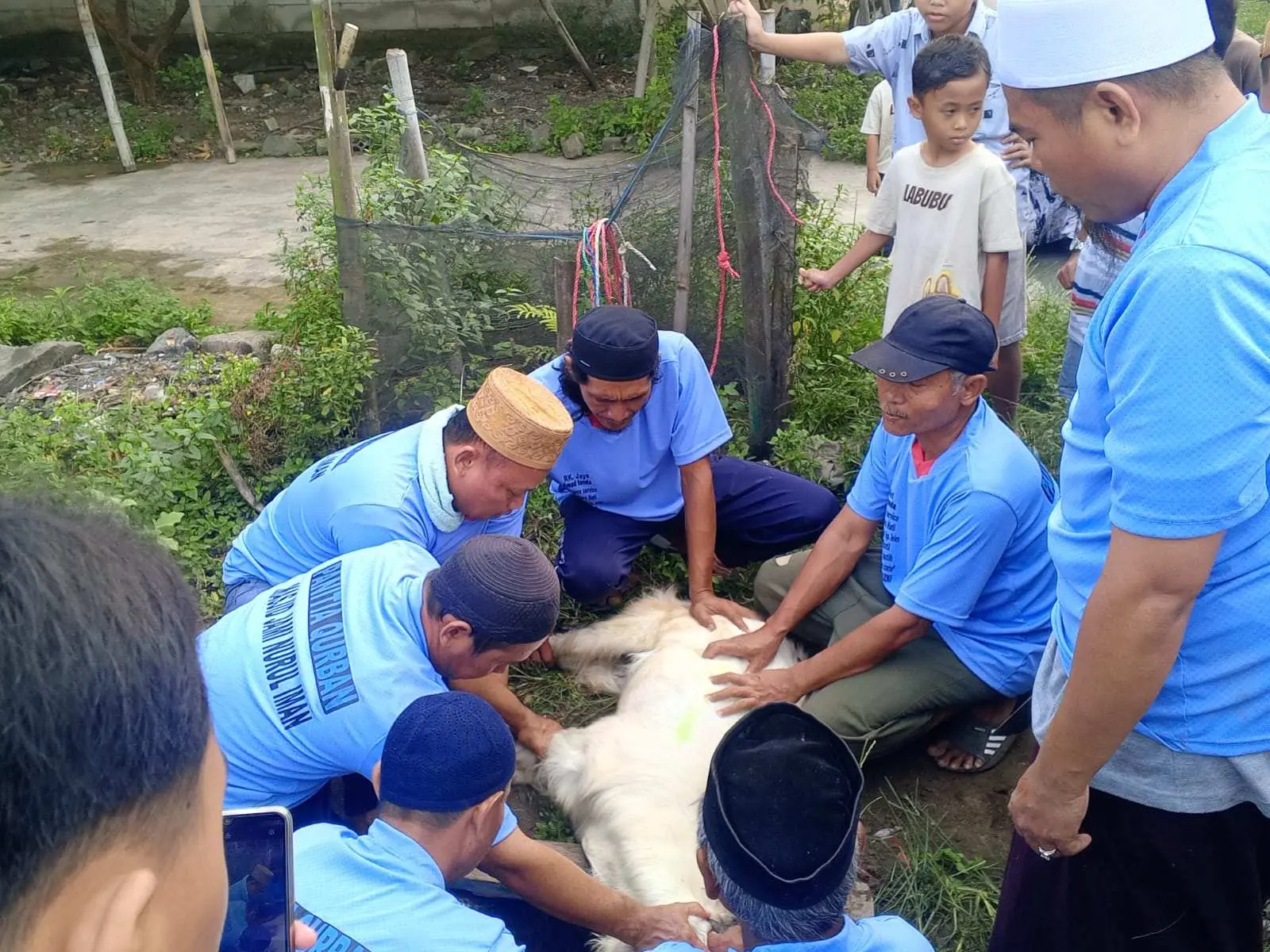Masjid Jami Nurul Iman Kampung Kongsibaru Sembelihan 3 Ekor Sapi Limousin Dan 11 Ekor Kambing 