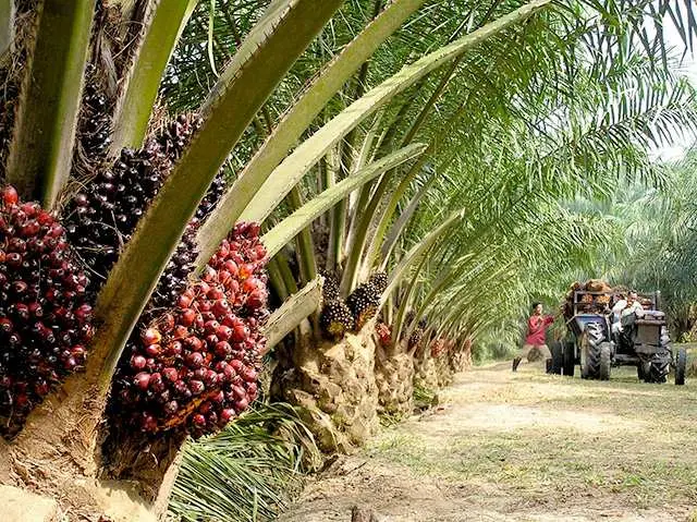 Dinas Perkebunan Provinsi Riau Umumkan Kenaikan TBS Kelapa Sawit