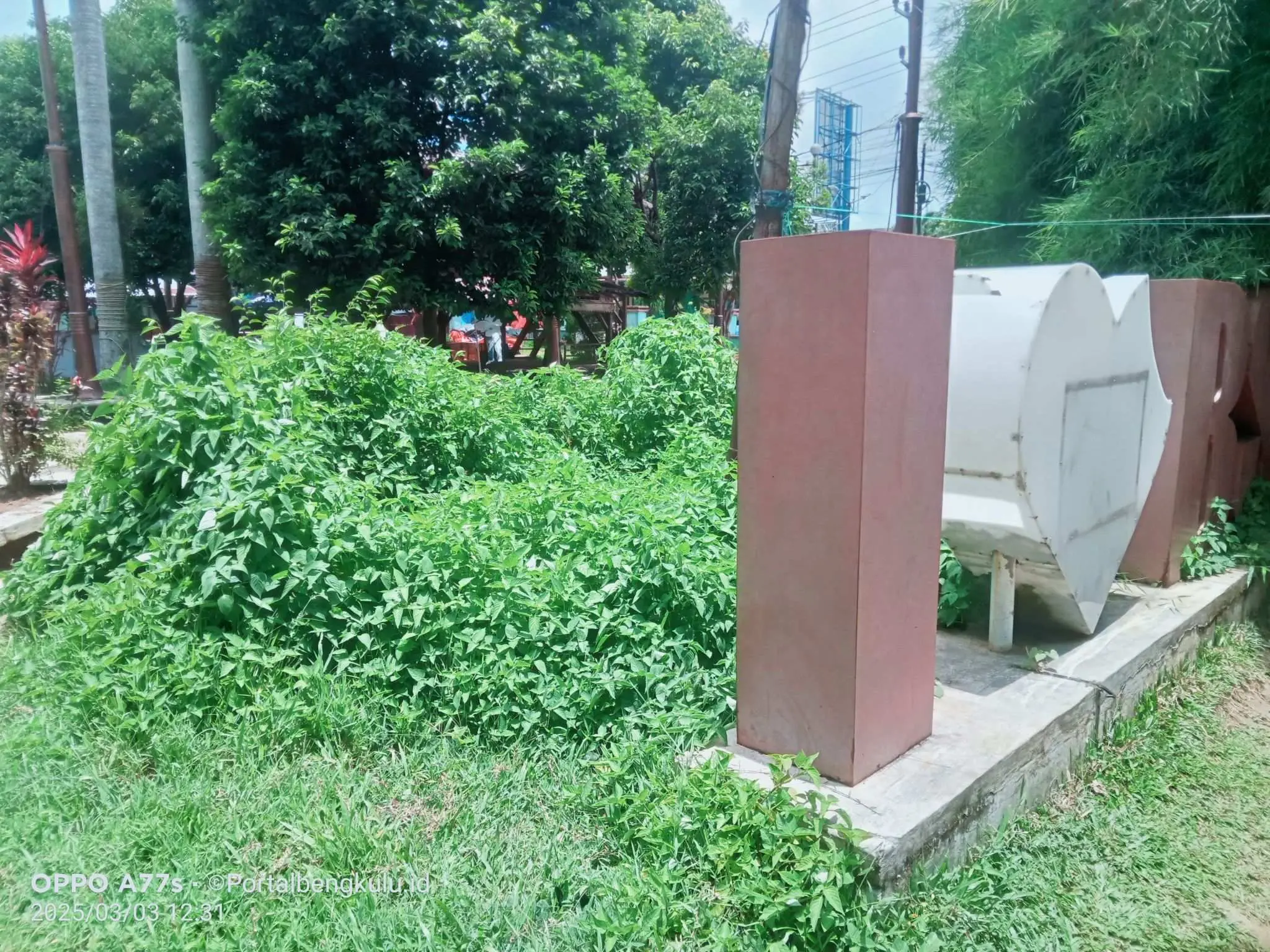 Rerumputan Panjang Di Taman Merdeka Manna Disorot Pengunjung