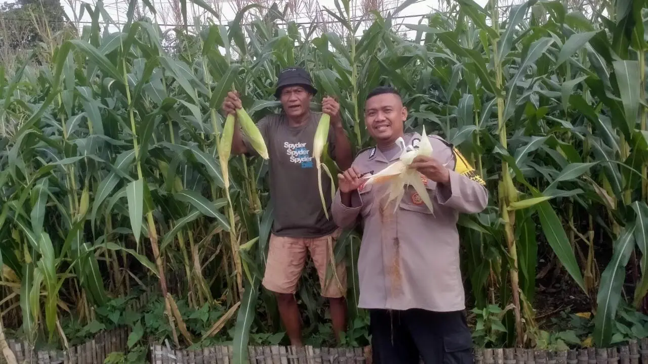 Bripka Guntur Pramono Monitoring Program Ketahanan Pangan melalui Panen Jagung Hibrida di Citeureup